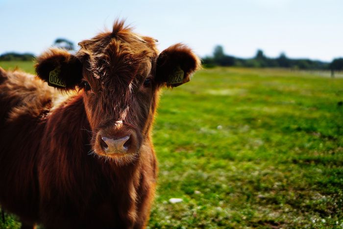 Ein braunes Bullenkalb steht allein auf einer grünen Wiese und sieht in die Kamera