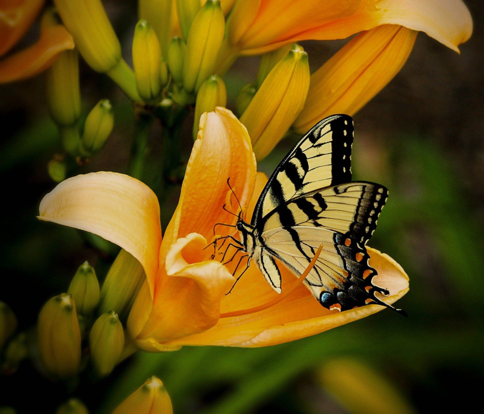 Yellow butterfly perched on a yellow lily flower, green buds and foliage in the background.