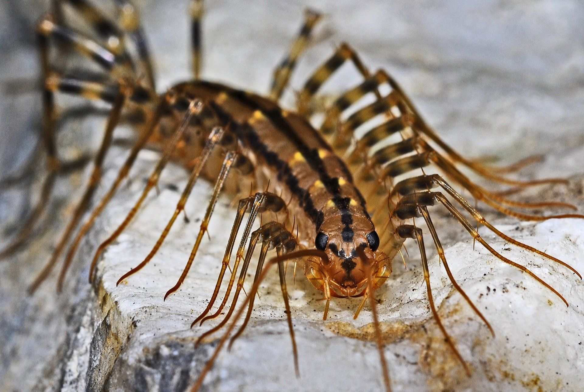 Whether they're insects, mites or arthropods, occasional invaders typically live in and reproduce outdoors. They invade structures when conditions indoors are better for them than outdoor conditions. it is important to know the conditions that prompt invasions of unwanted pests.