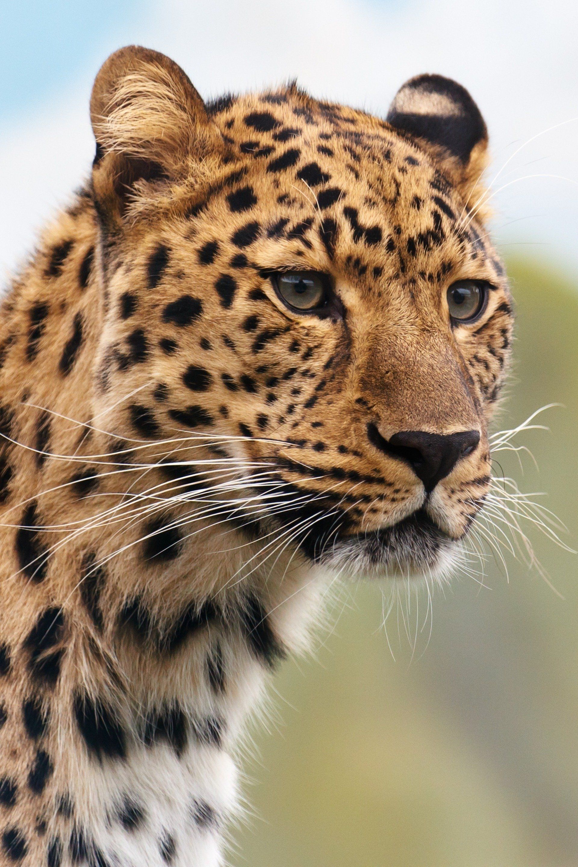 Cheetah