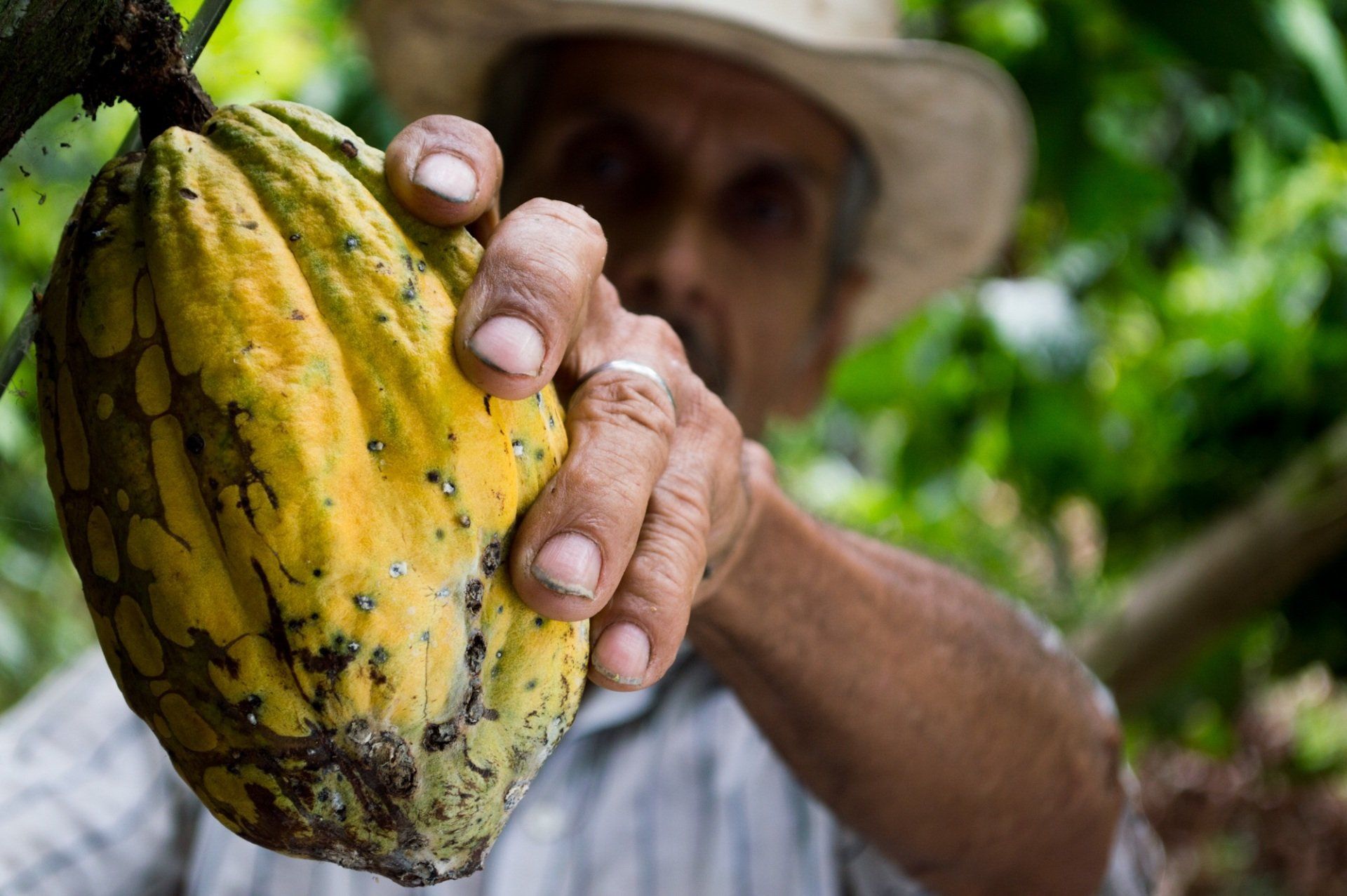 A man in a hat is holding a yellow fruit in his hands.