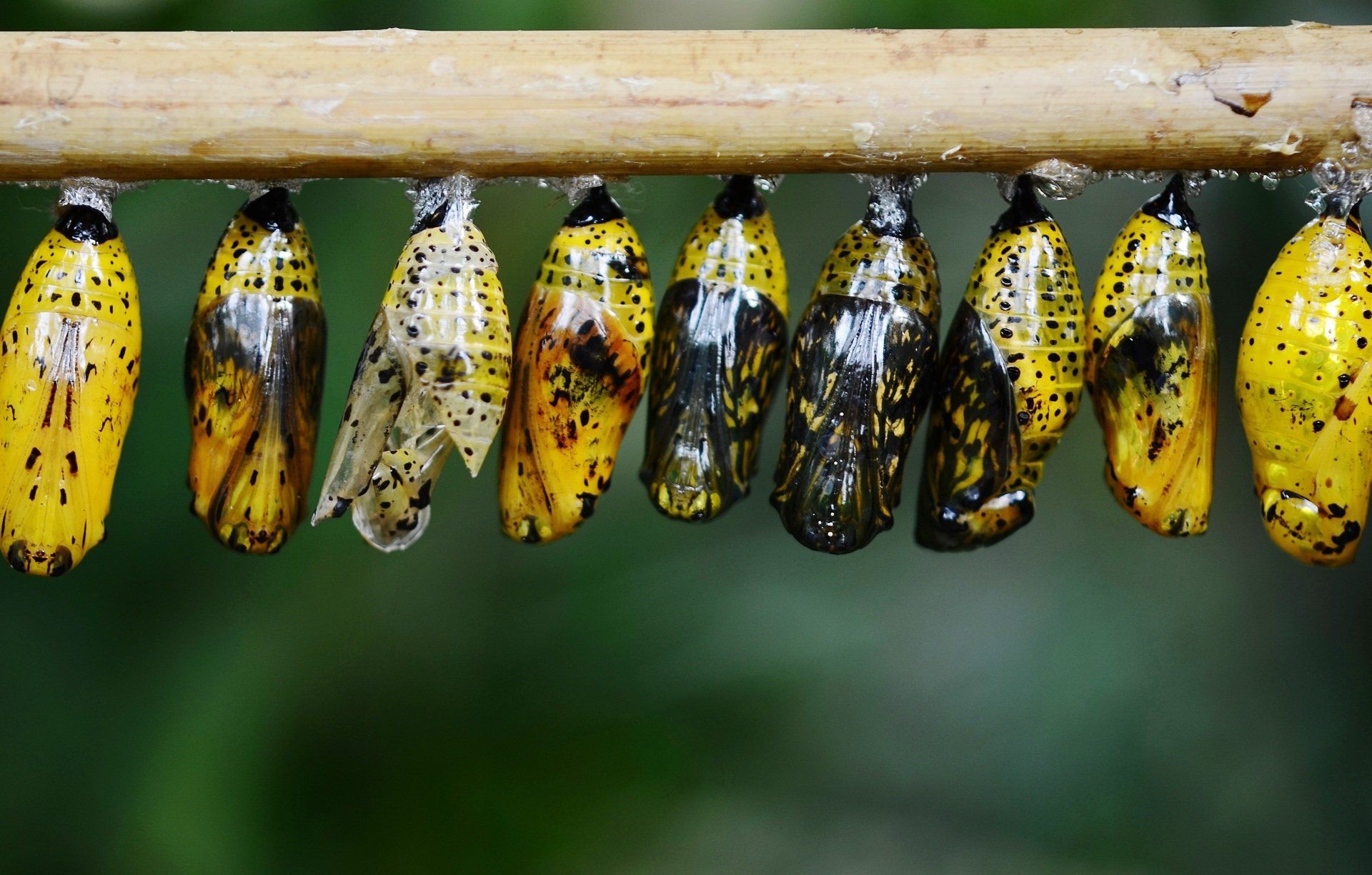 Caterpillar pupae hanging from a brown twig, varying in color from yellow to dark brown.