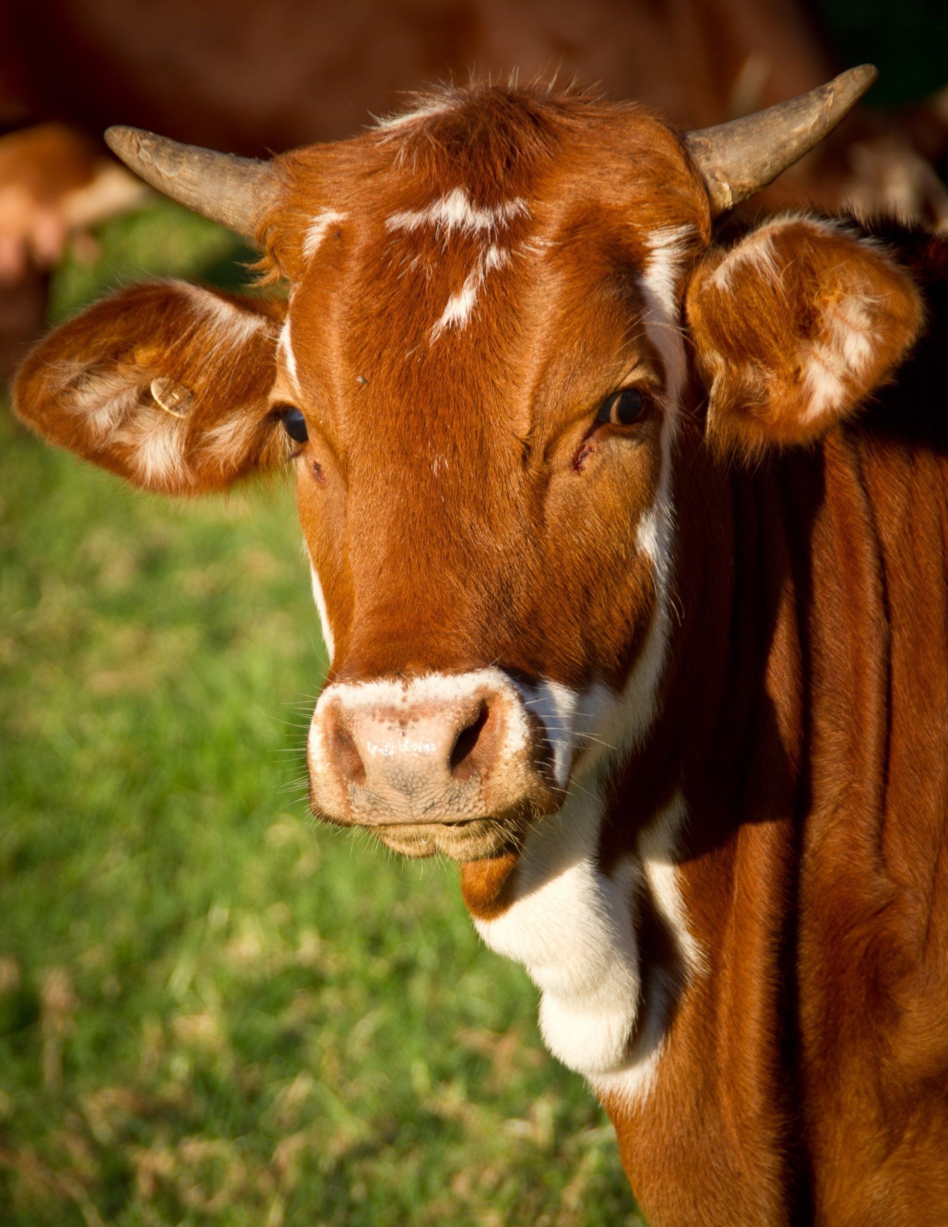 Une vache brune avec des cornes se tient dans l'herbe et regarde la caméra.