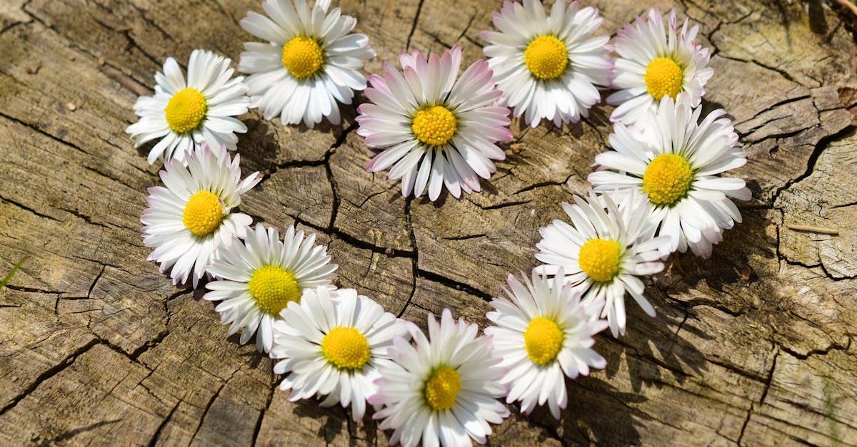 Gratitude As A Way Of Being by Sue Cartwright, Spiral Leaf Gratitude As A Way Of Being by Sue Cartwright, Spiral Leaf