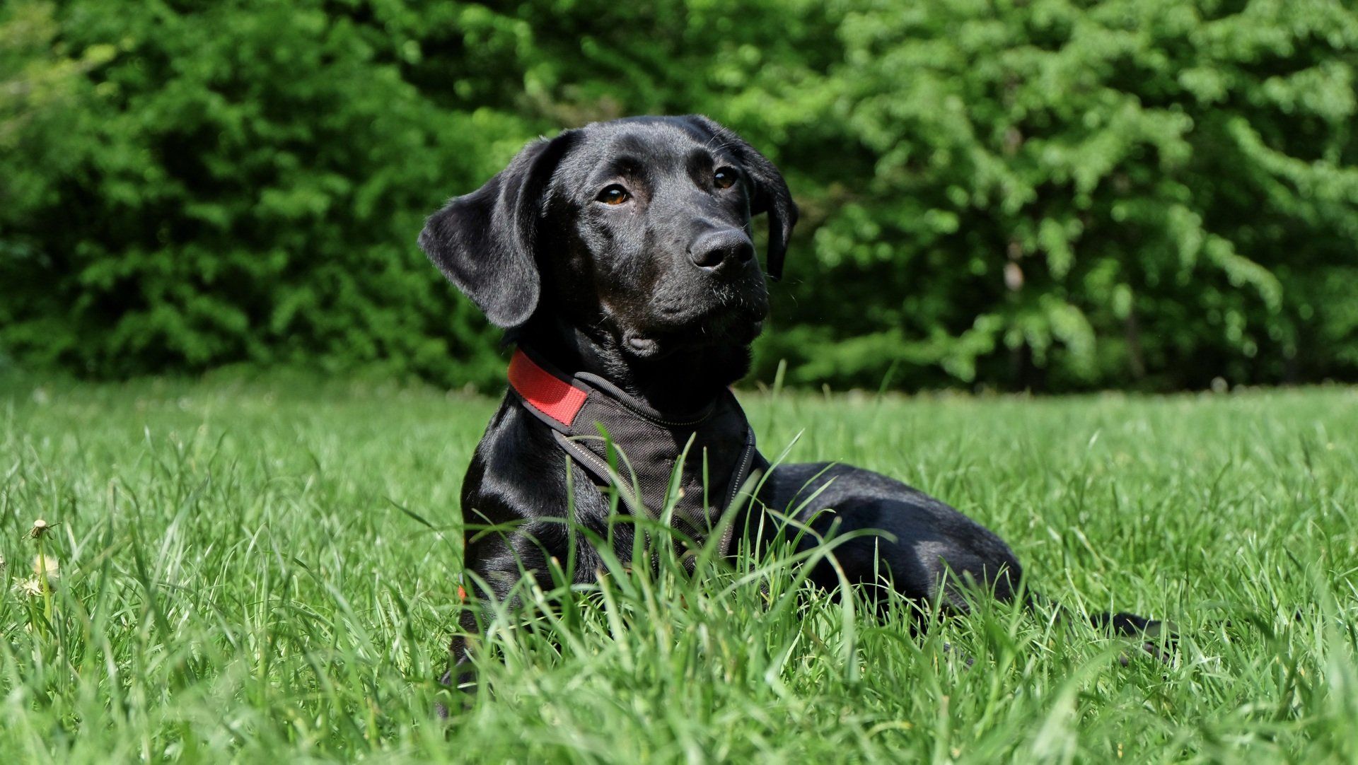 Take Care of Man’s Best Friend With Hidden Dog Fences from Atkins in Mid-Missouri!