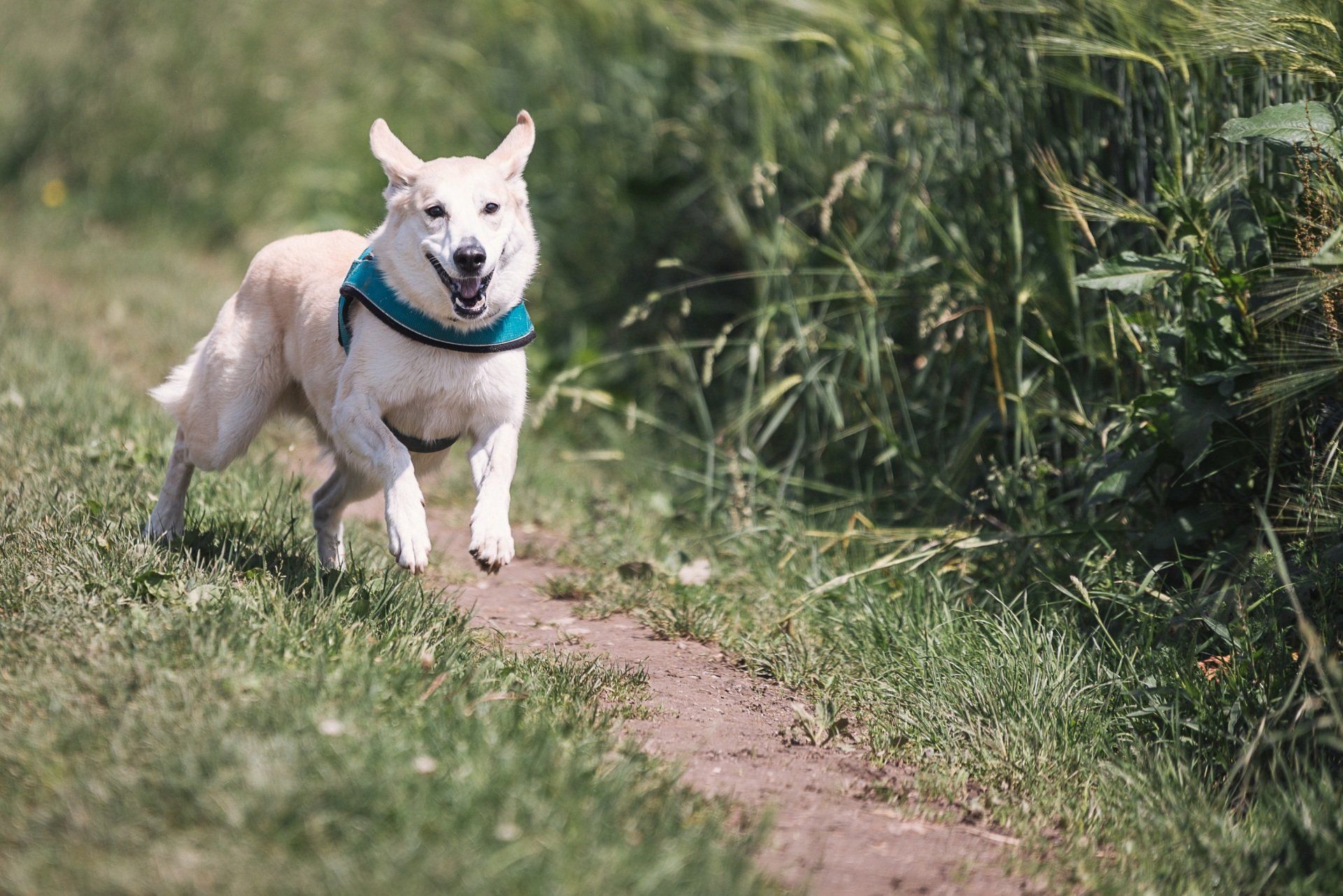 dog running on trail
