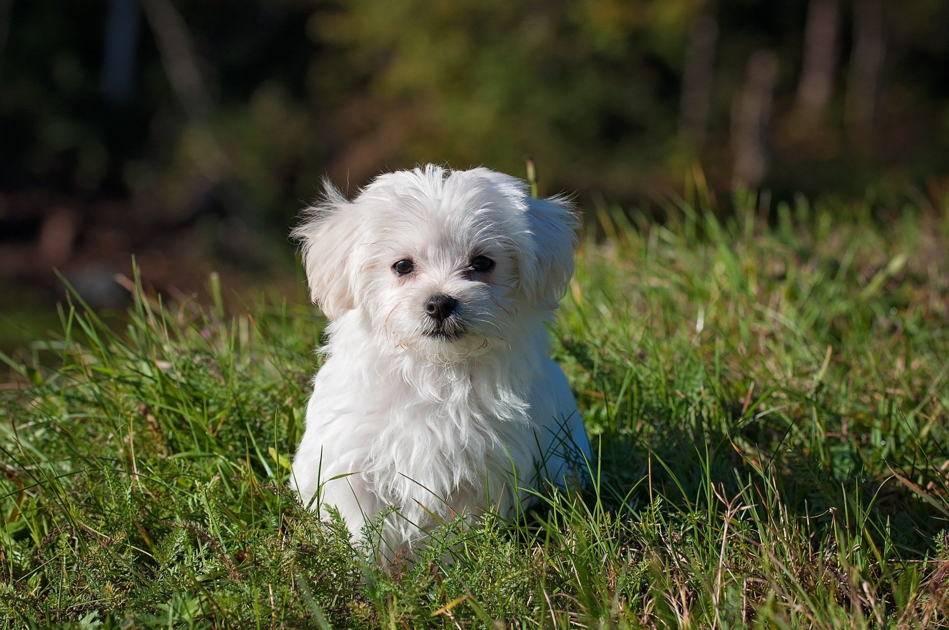 Um pequeno cachorro branco está sentado na grama e olhando para a câmera.