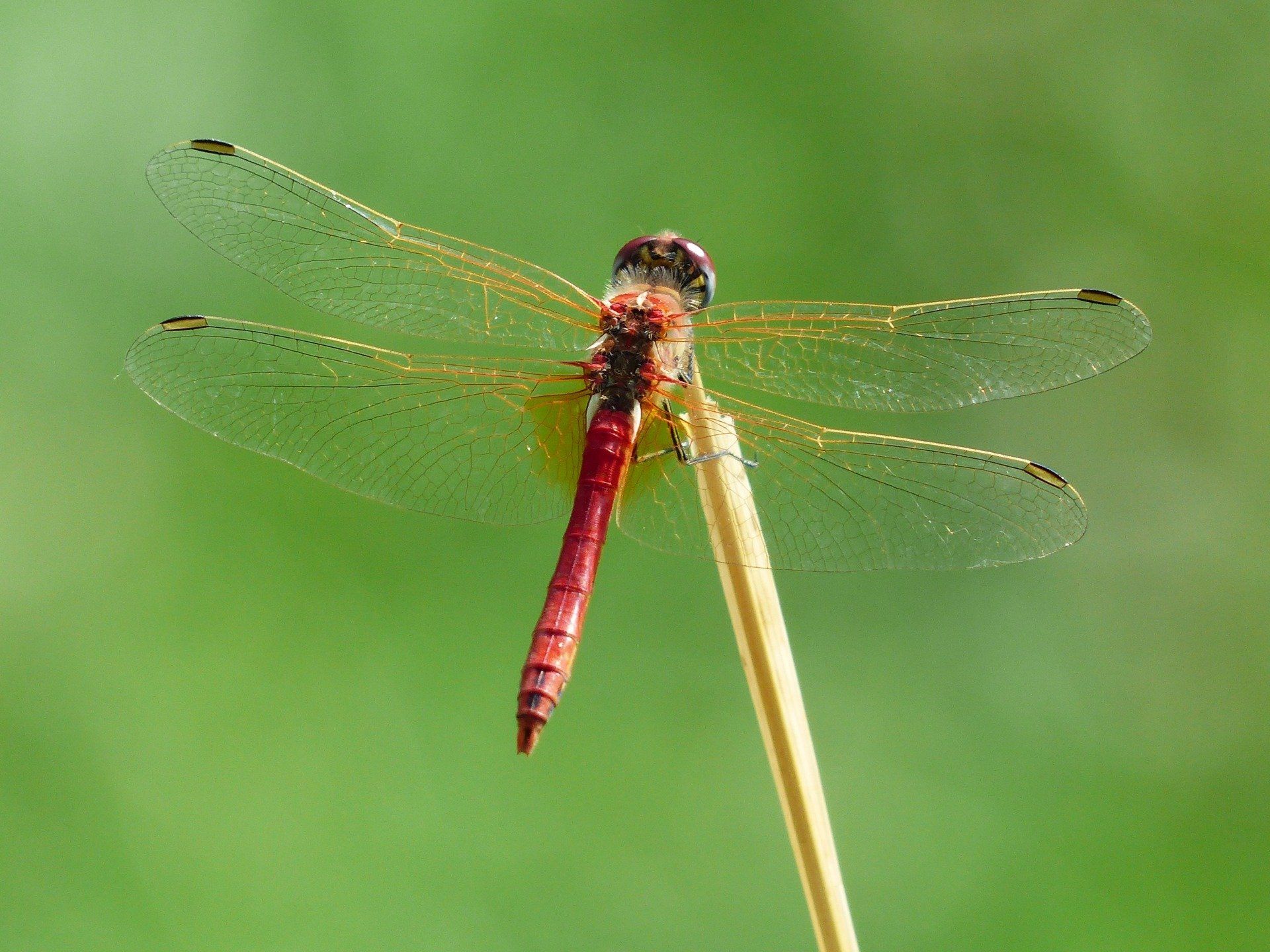 photo of a dragonfly