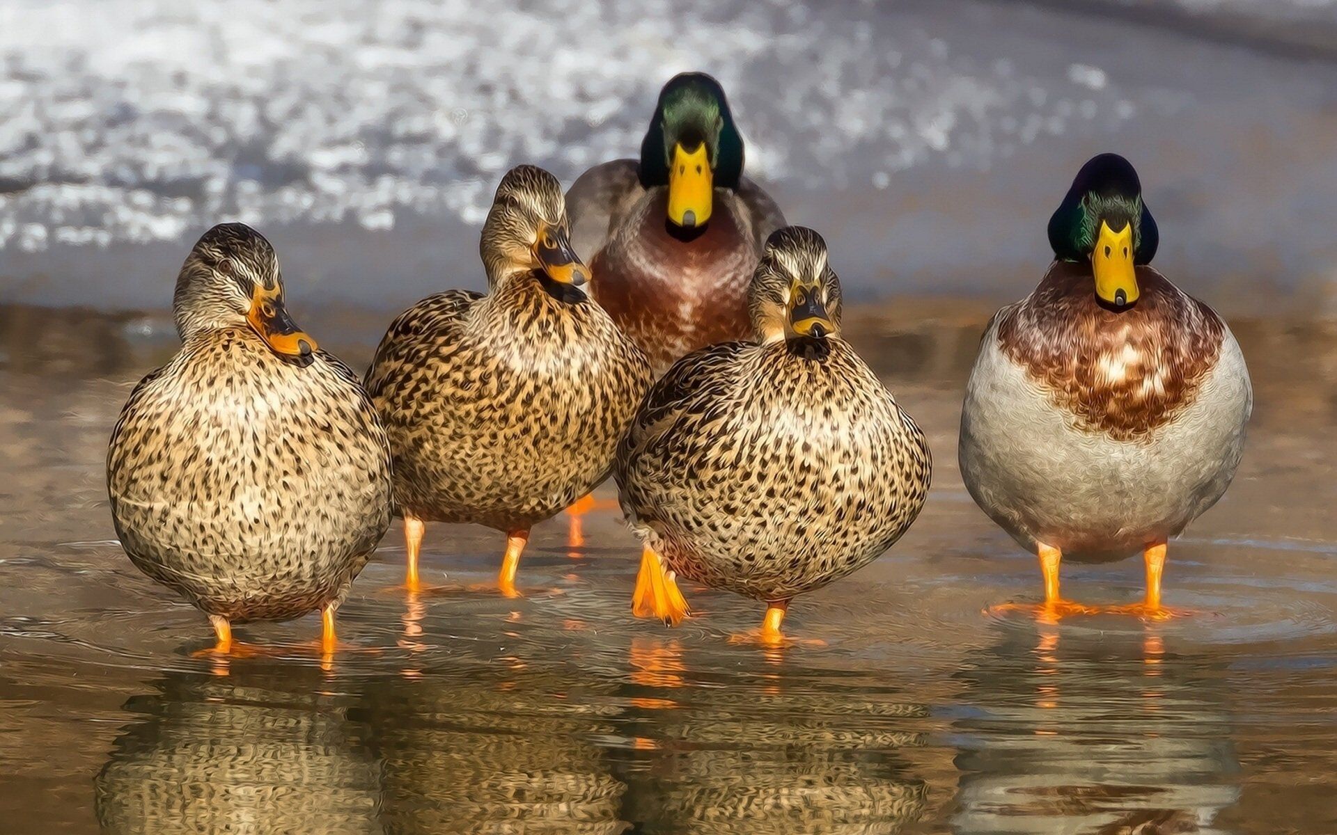 Five ducks standing close together on a wet surface; mostly brown and green plumage, some yellow beaks.