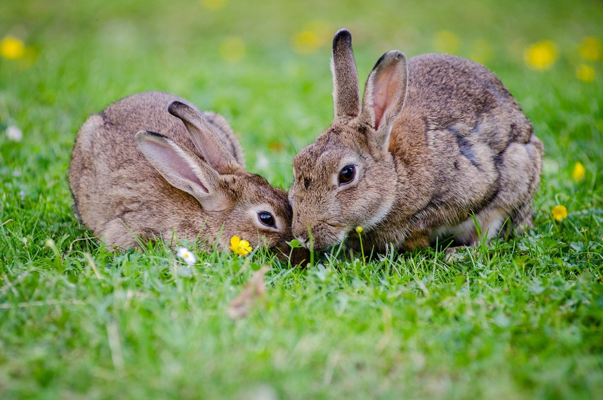 photo of two rabbits in the grass