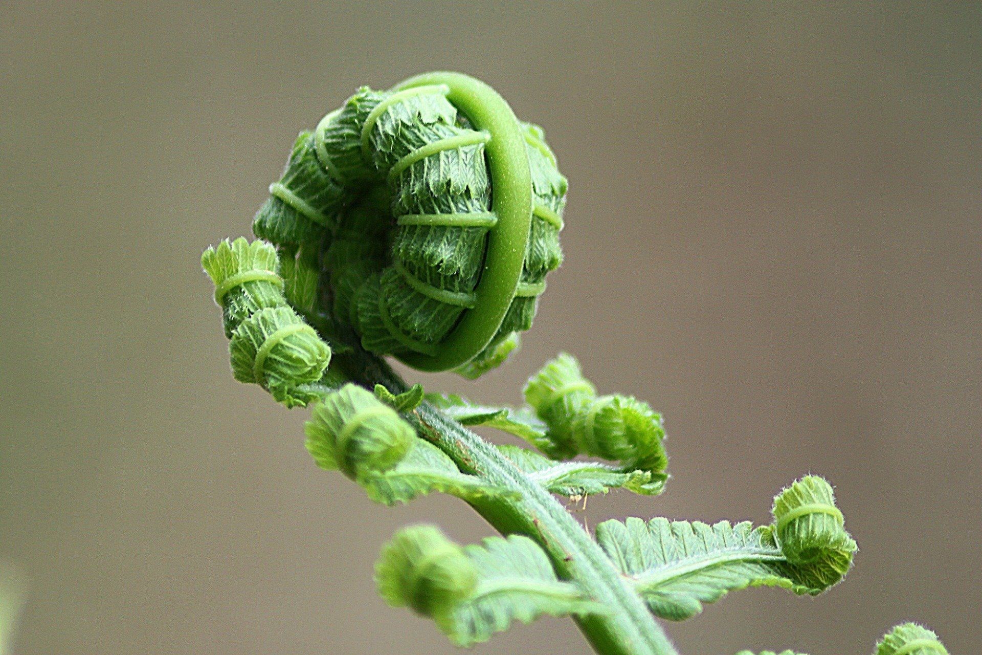 Miracle of a New Leaf by Sue Cartwright, Spiral Leaf