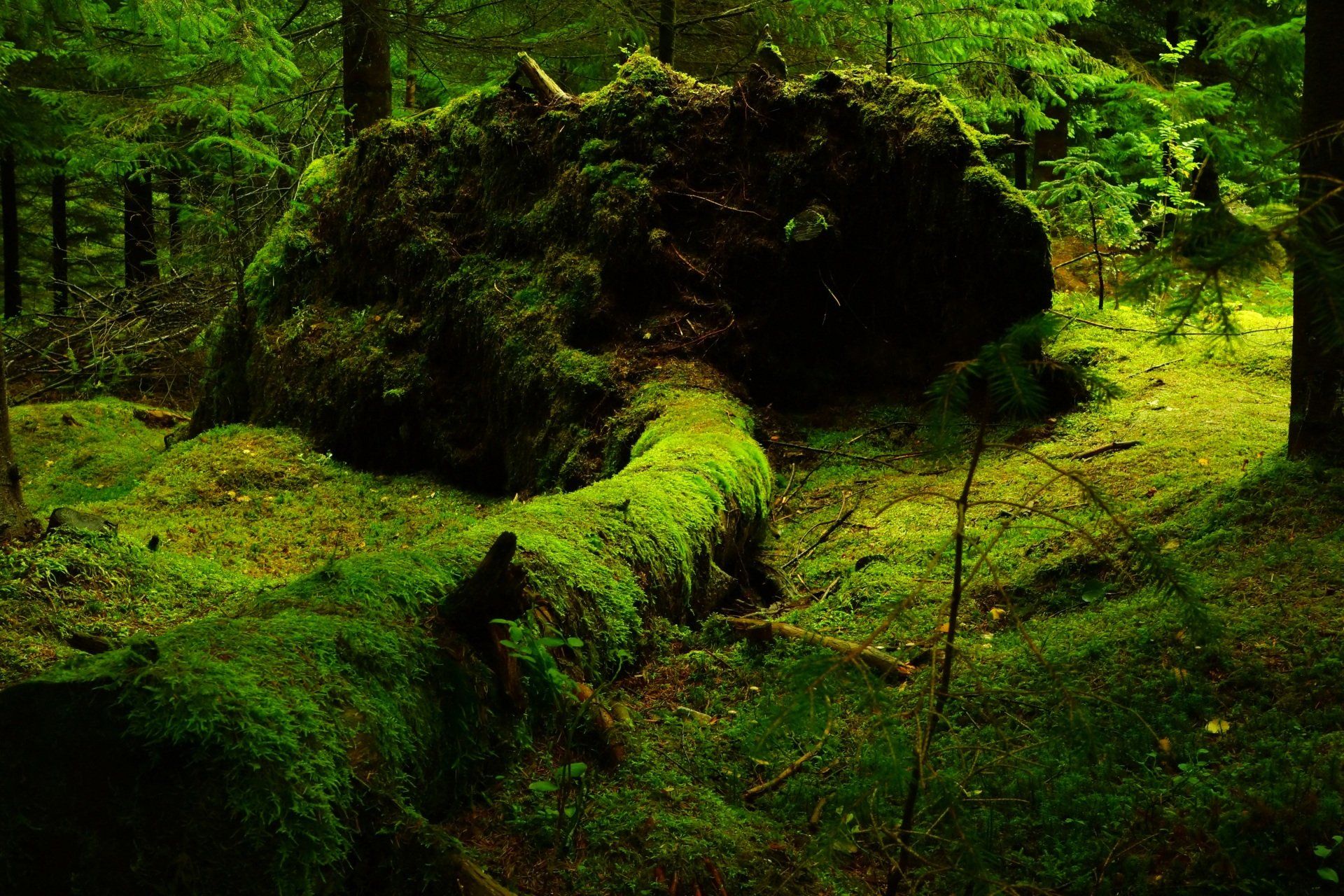 mossbevuden mark och fallet träd i skogen