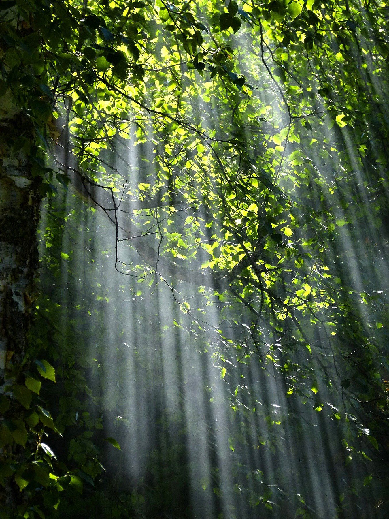 Quantum Natural Health by Carrie B Wellness - A Review by Sue Cartwright, Spiral Leaf
