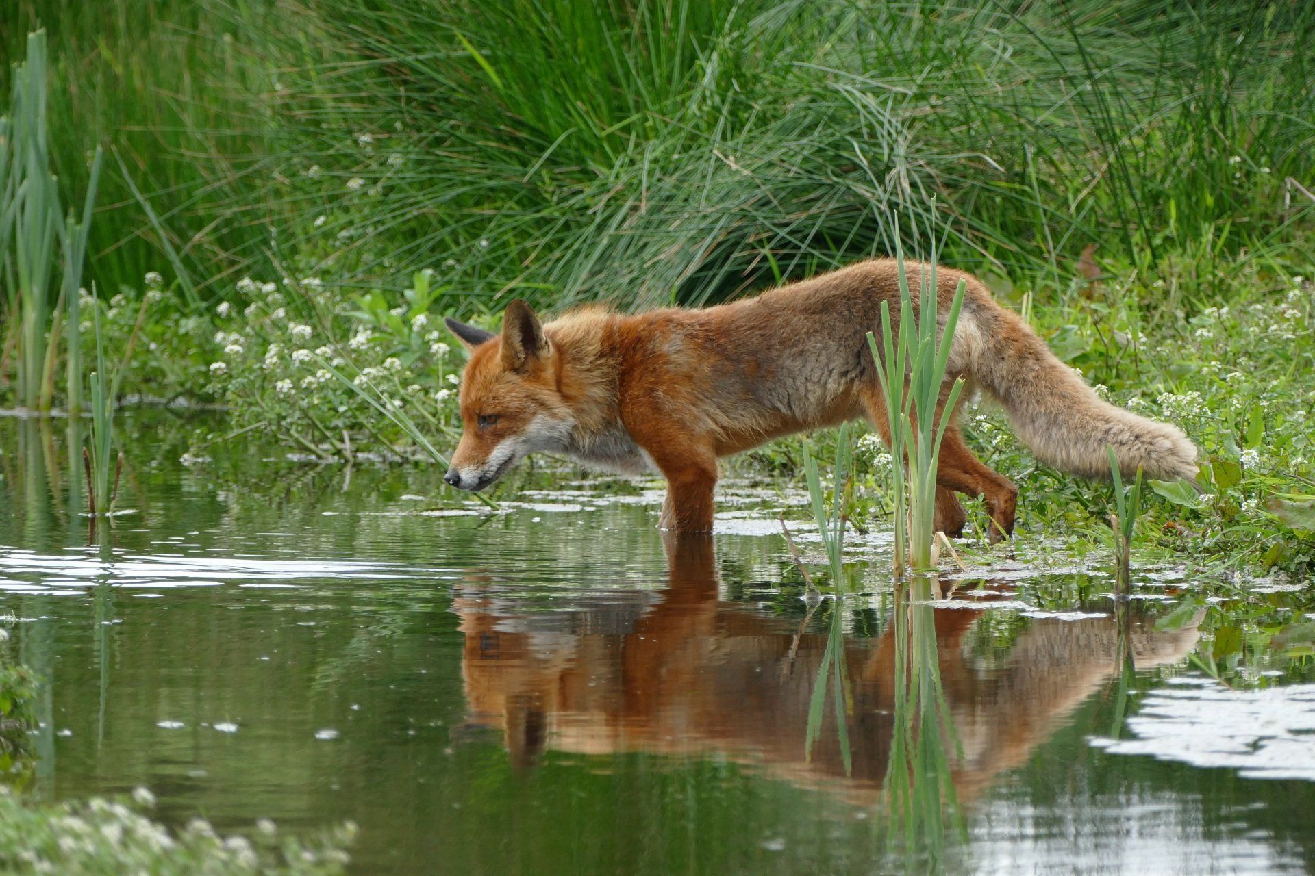 A Fox Runs - A Poem by Sue Cartwright, Spiral Leaf