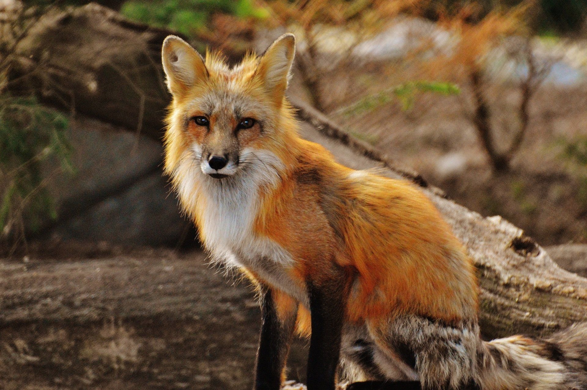 Red fox with orange and white fur sits outside, looking at the viewer.