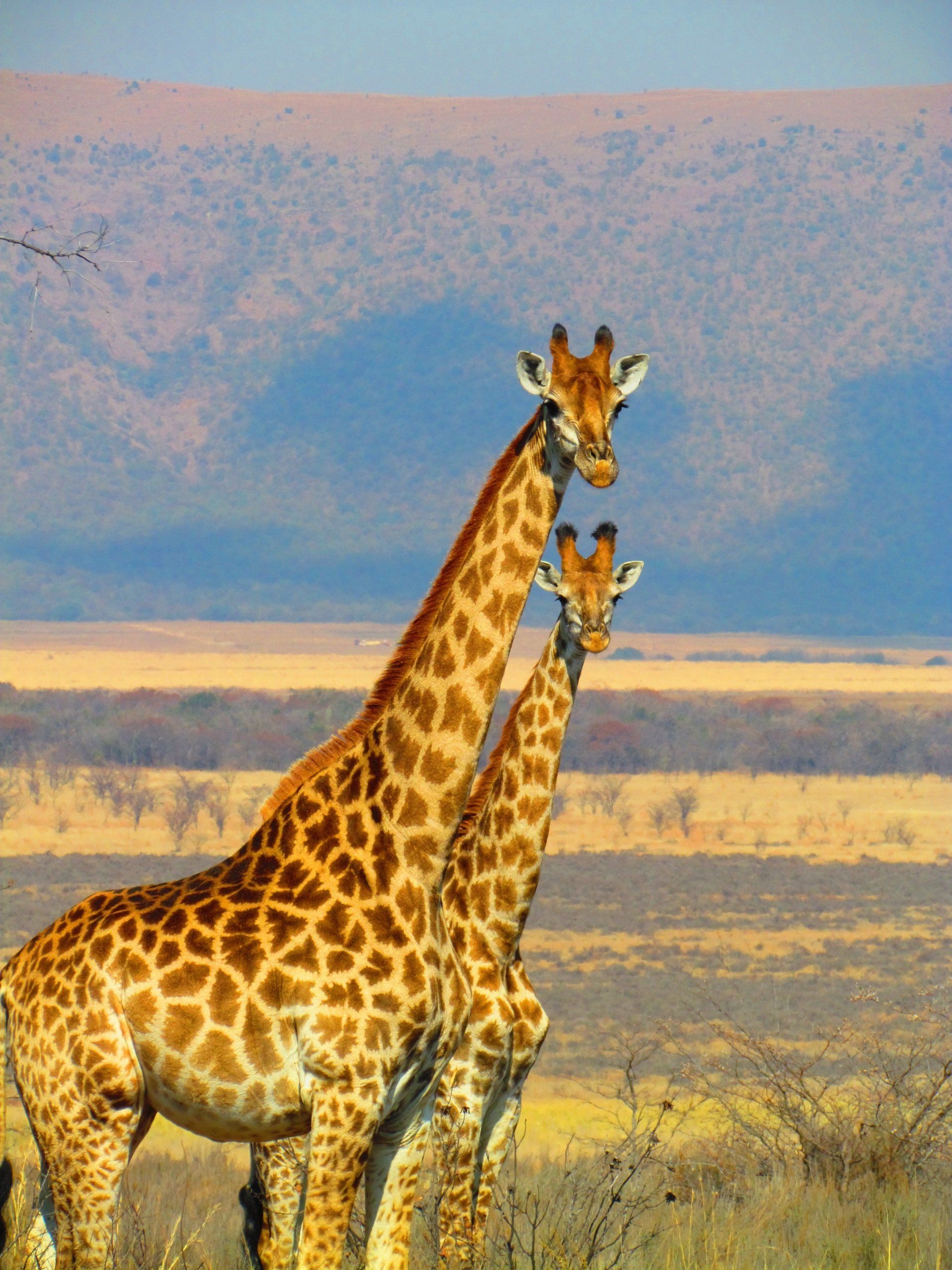 Two giraffes standing next to each other in a field