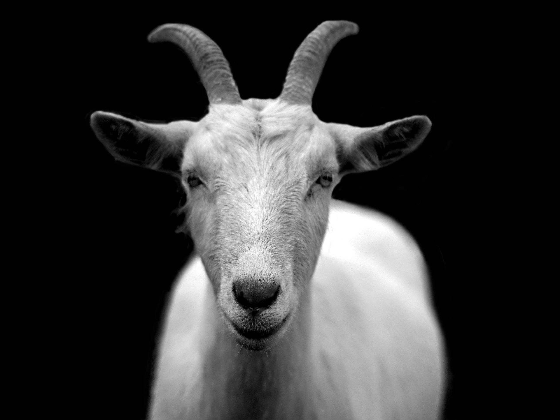goat