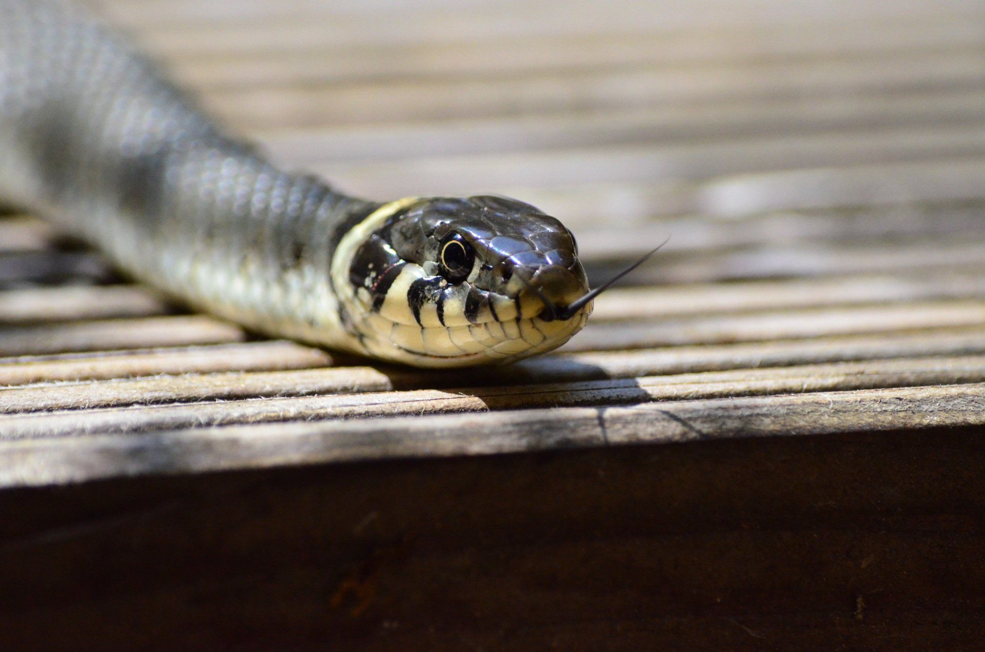 snake