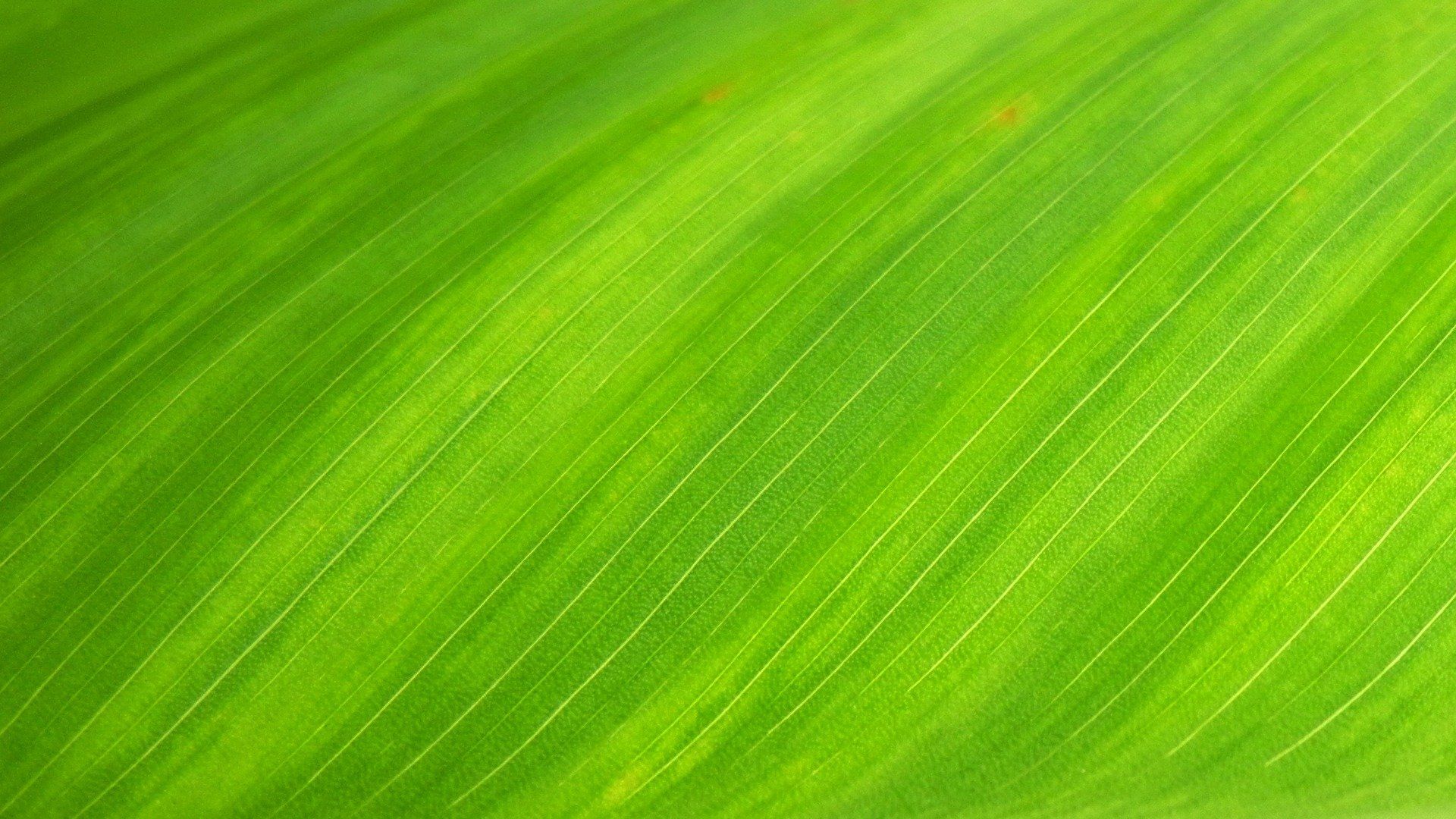 un primo piano di una foglia di banana verde che mostra la consistenza della foglia.