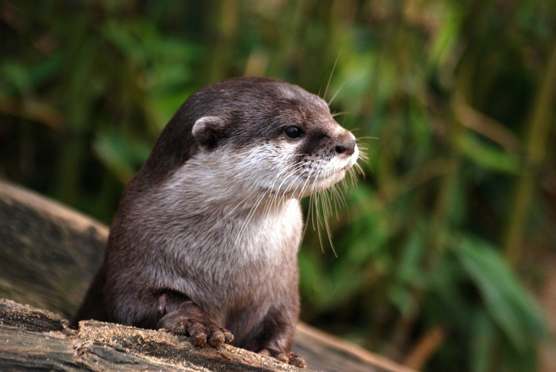 Otter with brown fur, white face, and whiskers peering out, dark green background.