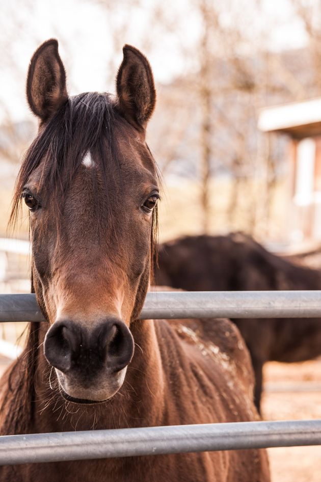 Homeward Bound Horses and Hounds Animal Rescue in Ocala