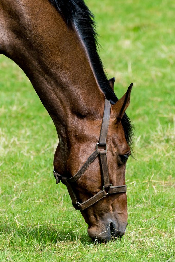 horse supplements