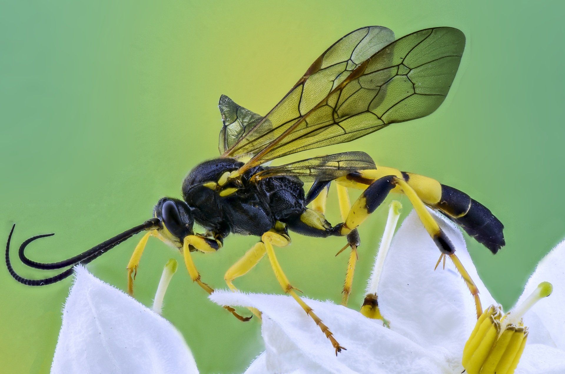 A black and yellow wasp is sitting on a white flower.