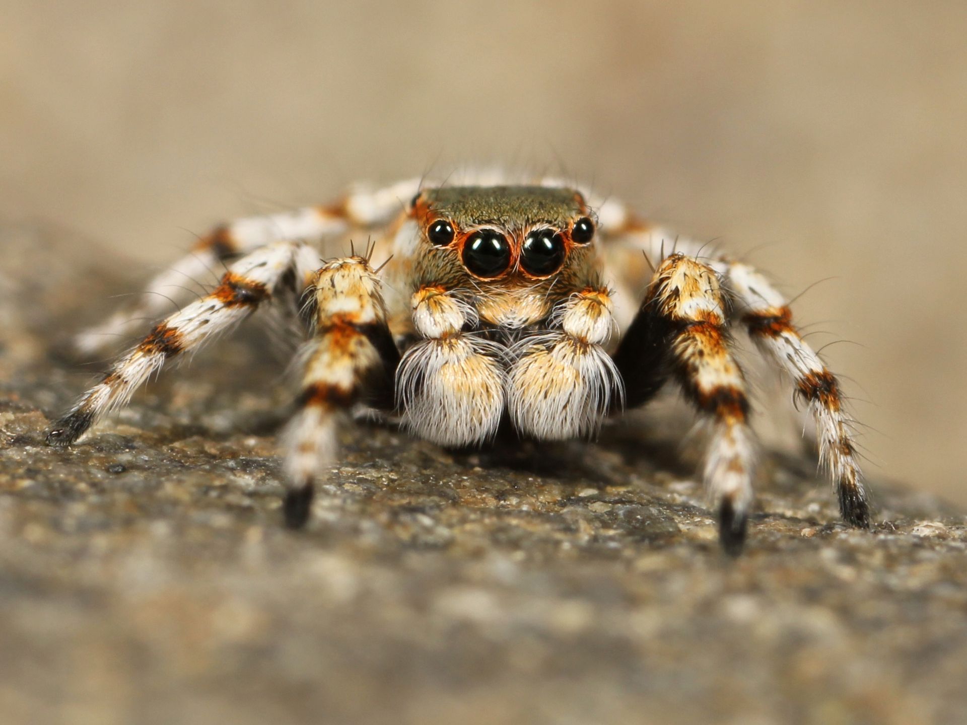 Spider Pest Elimination
