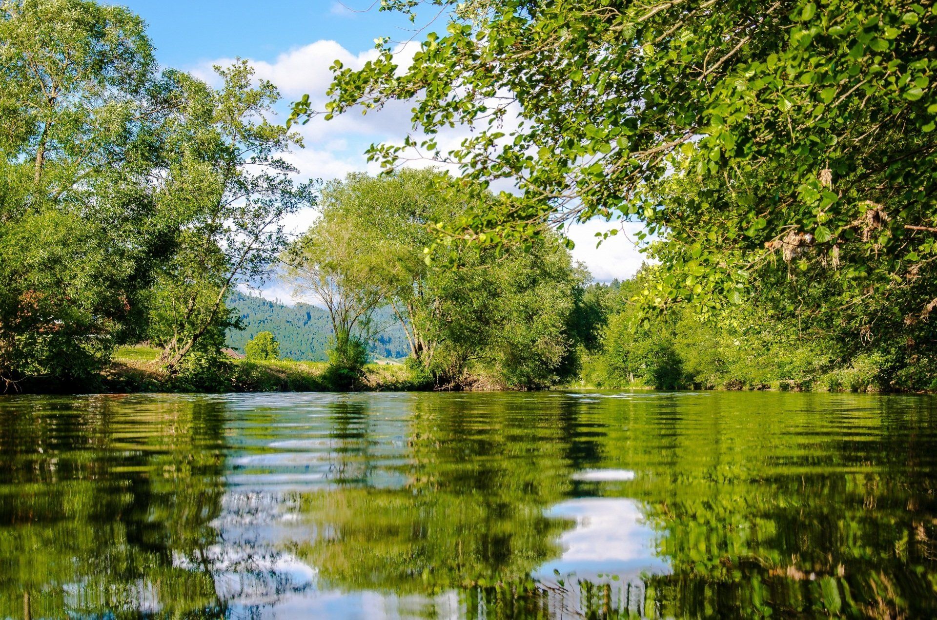 A lake surrounded by trees on a sunny day