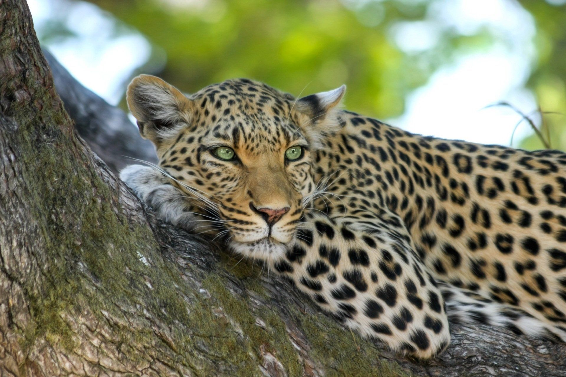 A leopard is laying on a tree branch looking at the camera.