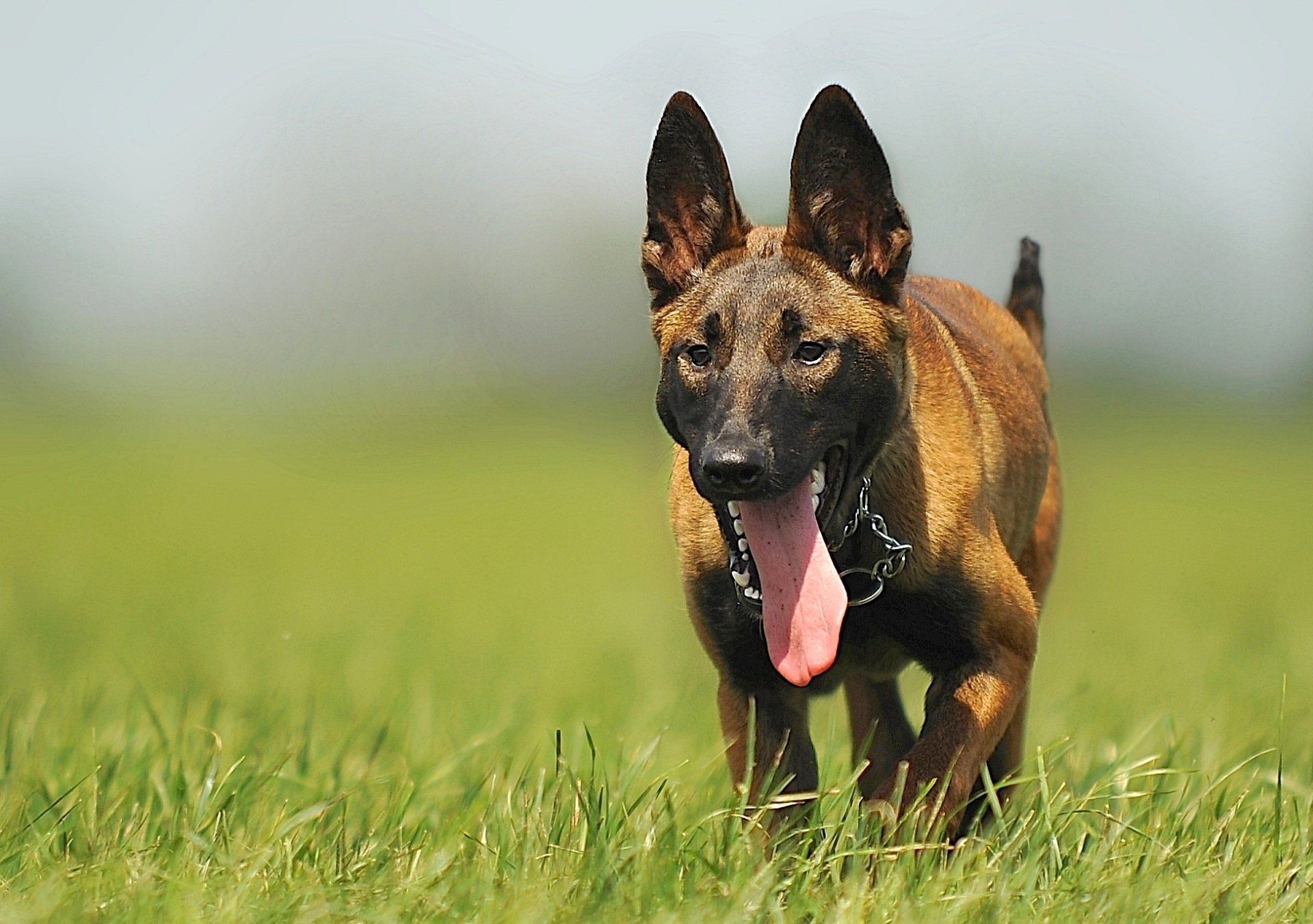 A black-and-tan dog running through green grass with its tongue out