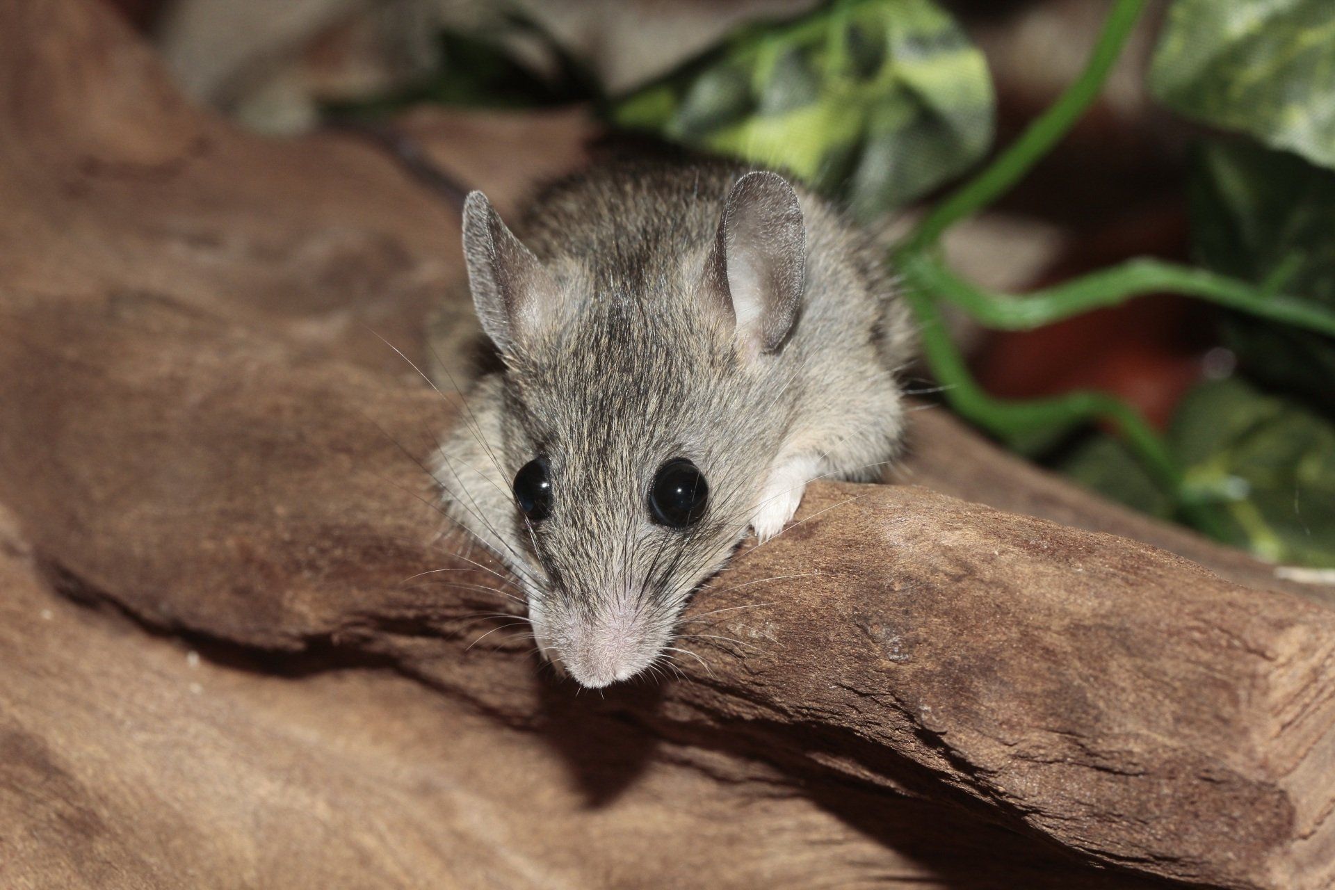 Rat Pest Control