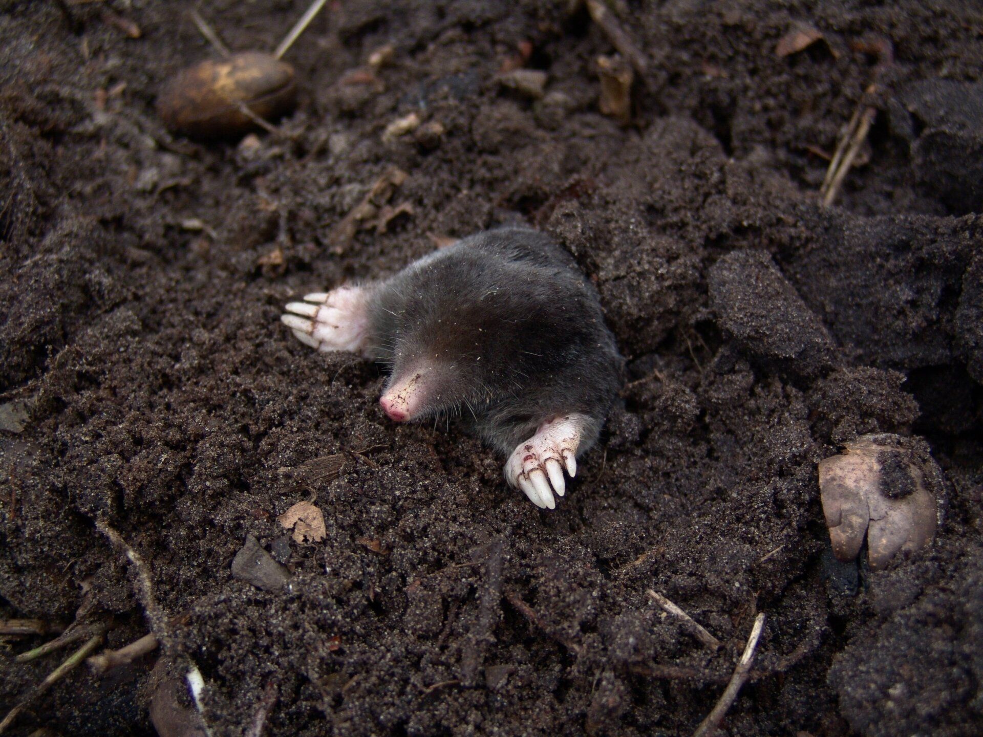 A Life in Nature - Or How To Catch A Mole by Sue Cartwright, Spiral Leaf A Life in Nature - Or How To Catch A Mole by Marc Hamer - A Book Review by Sue Cartwright, Spiral Leaf