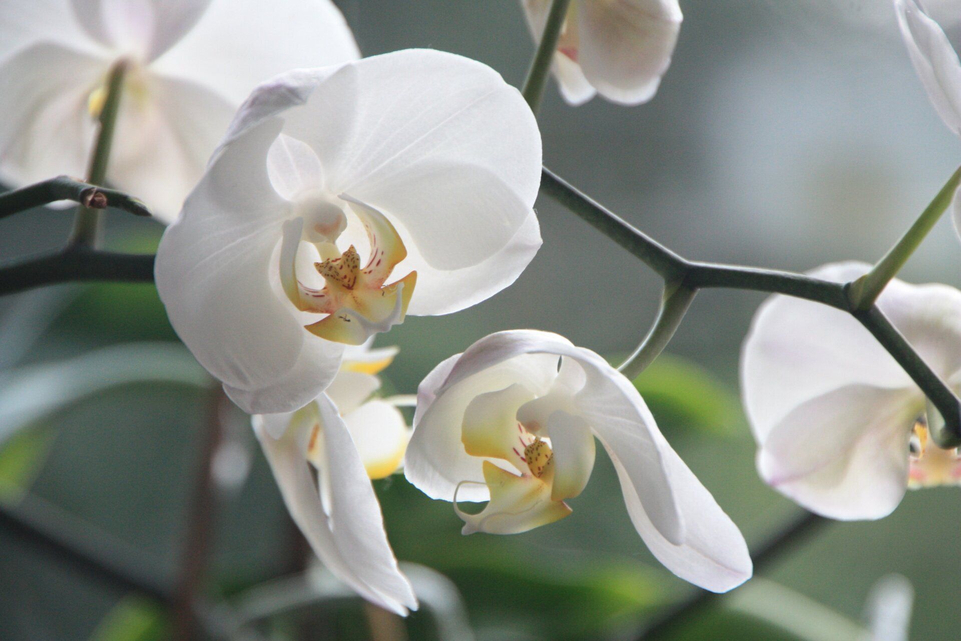 un gros plan d' une fleur blanche avec un centre jaune