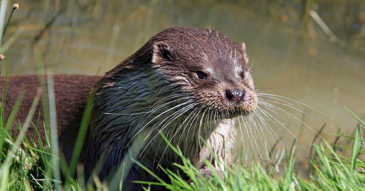 otter removal buford ga Otter with wet fur, brown body, and long whiskers near water.