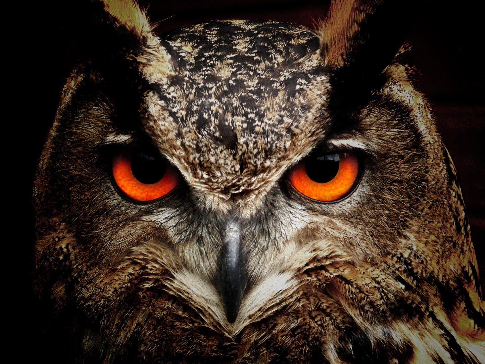Close-up of owl's face with bright orange eyes, dark brown feathers, and a focused gaze.