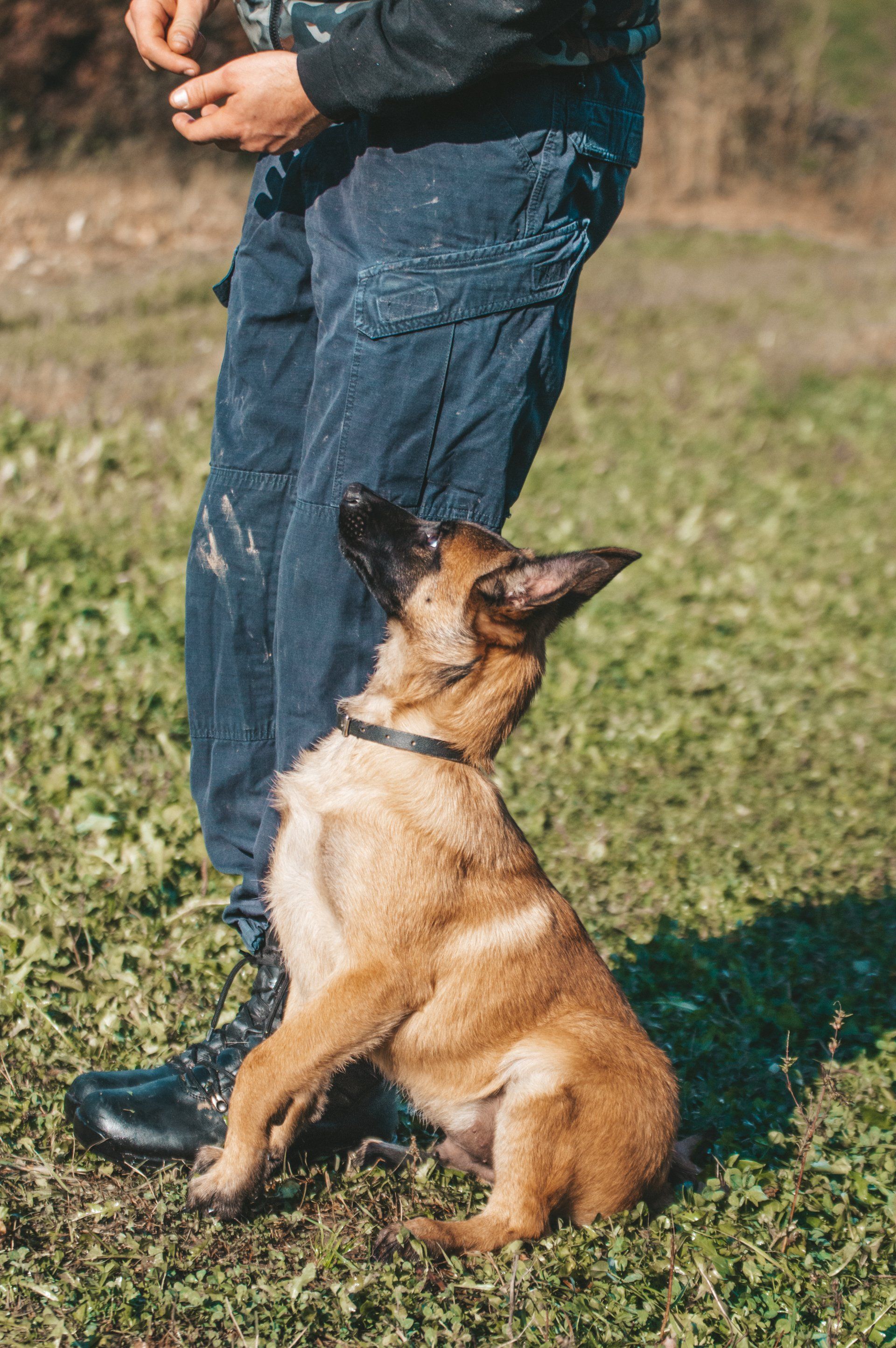 canine hydrotherapy, dog hydrotherapy, canine bodywork, dog massage, canine massage