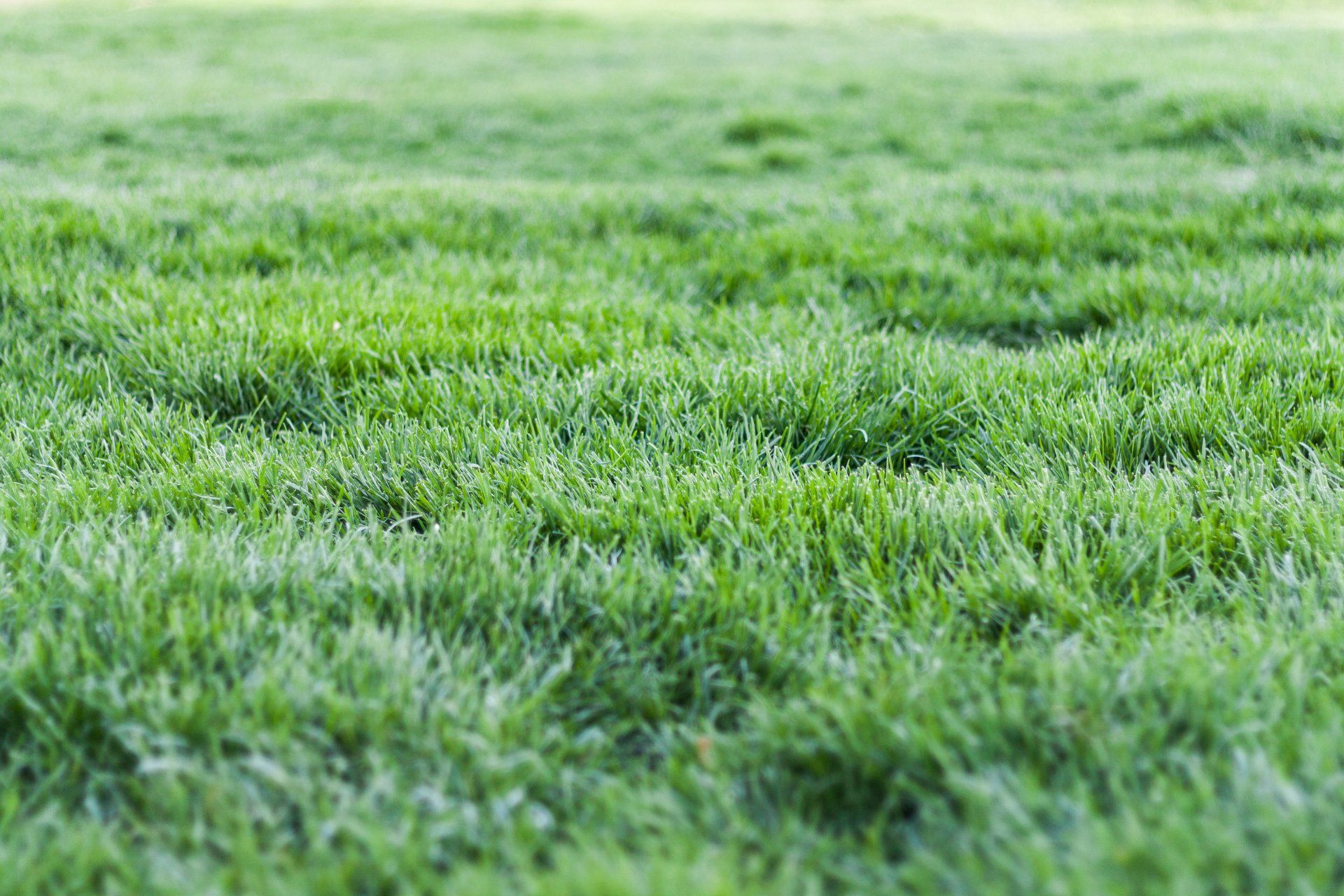 Close-up of lush green grass in a sunlit field