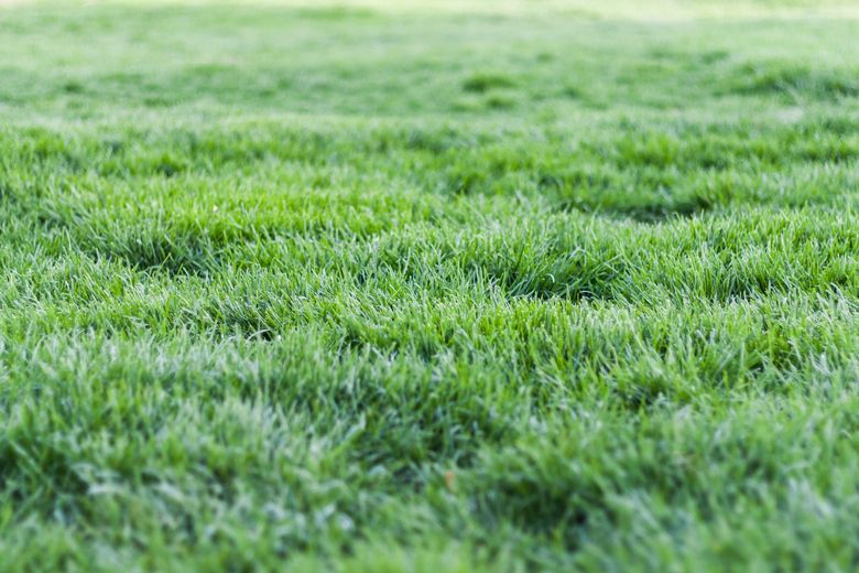 A close up of a field of green grass on a sunny day.