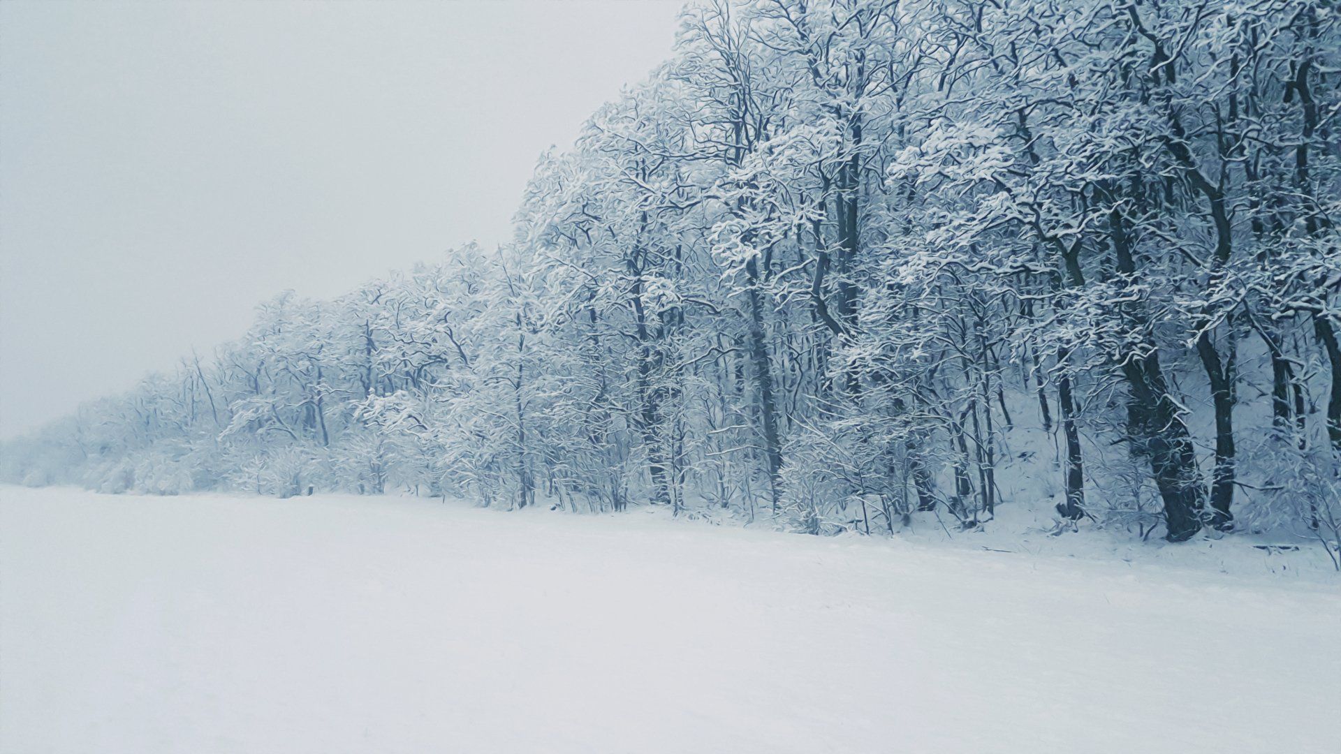 Winter forest