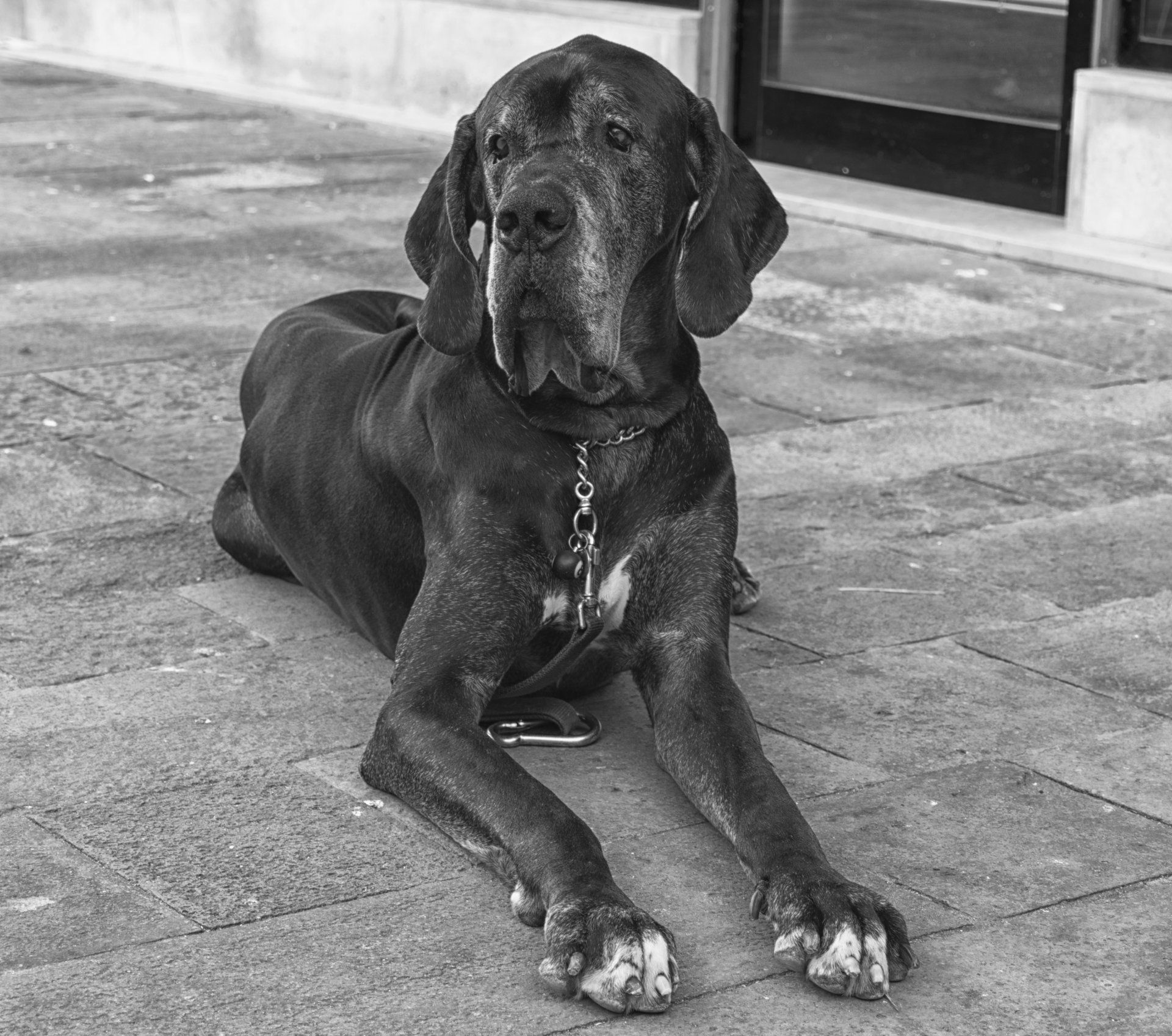 A black and white photo of a dog laying on the ground