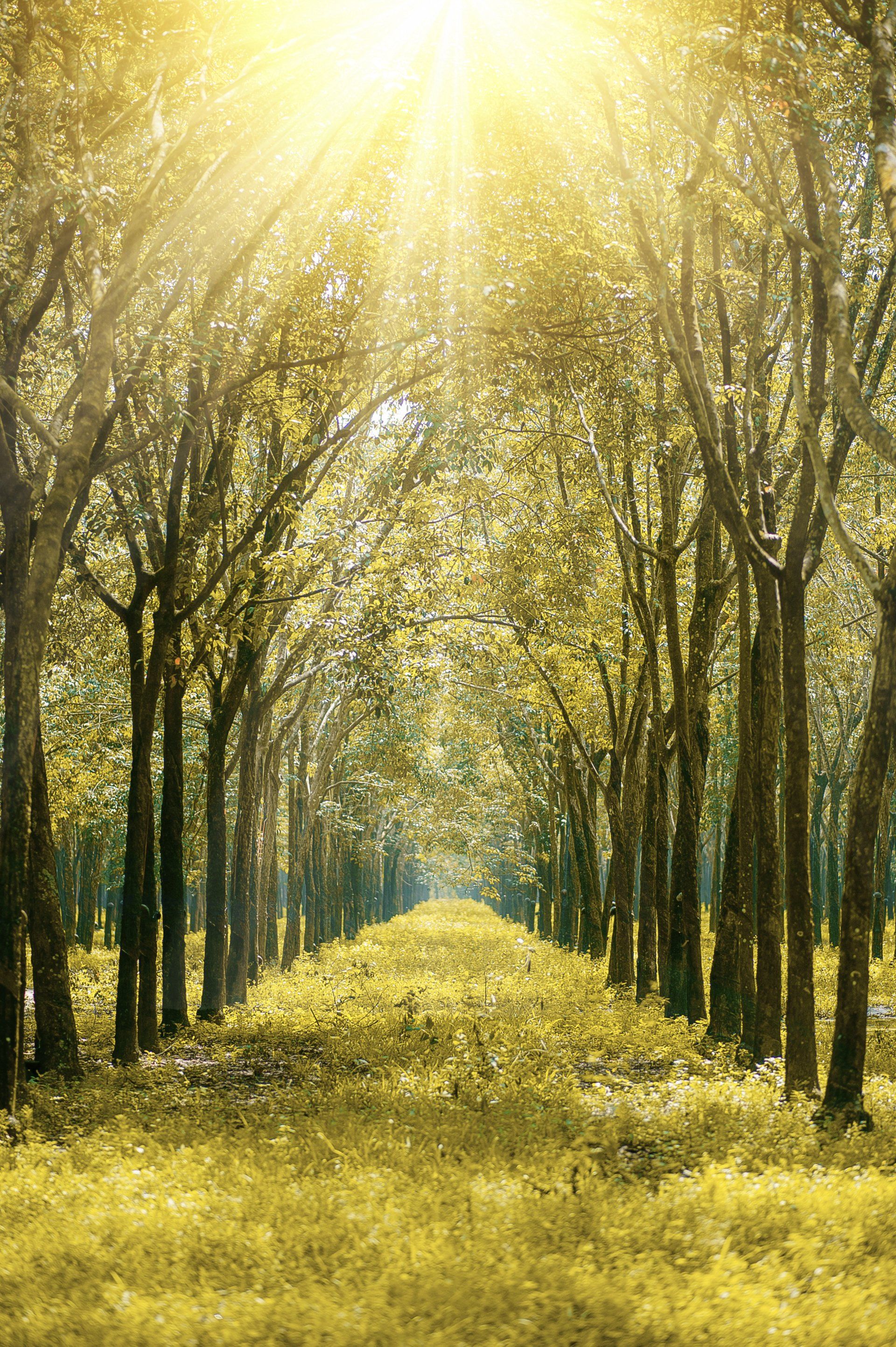 A Path to litigation funding The sun is shining through the trees in a forest. 