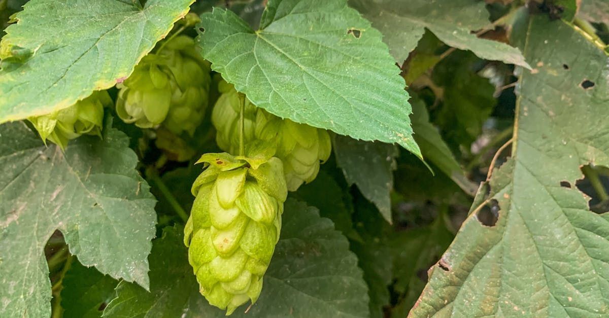 Tettnang Hopfendolde 