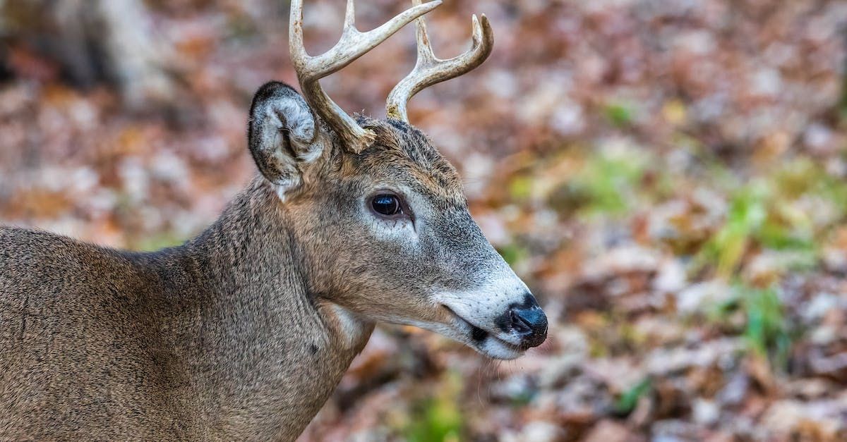 Indiana deer hunting