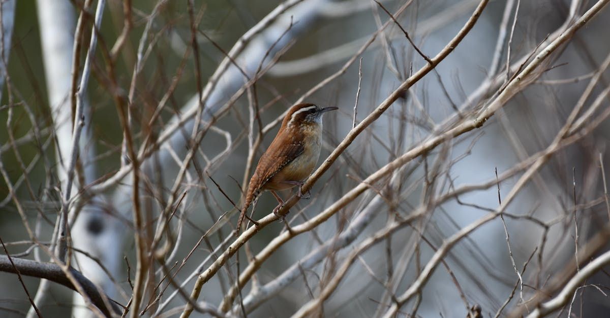 Brown bird perched on bare tree branches.