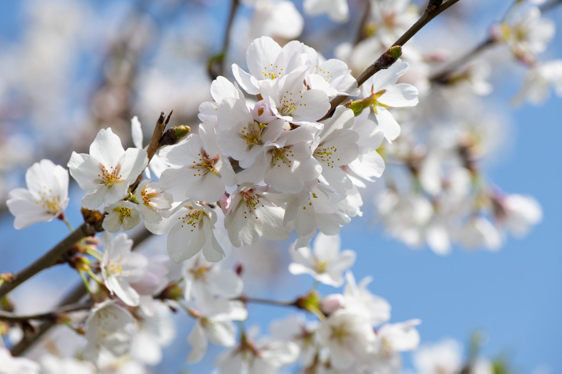 Witte kersenbloesems aan een boomtak tegen een blauwe lucht.