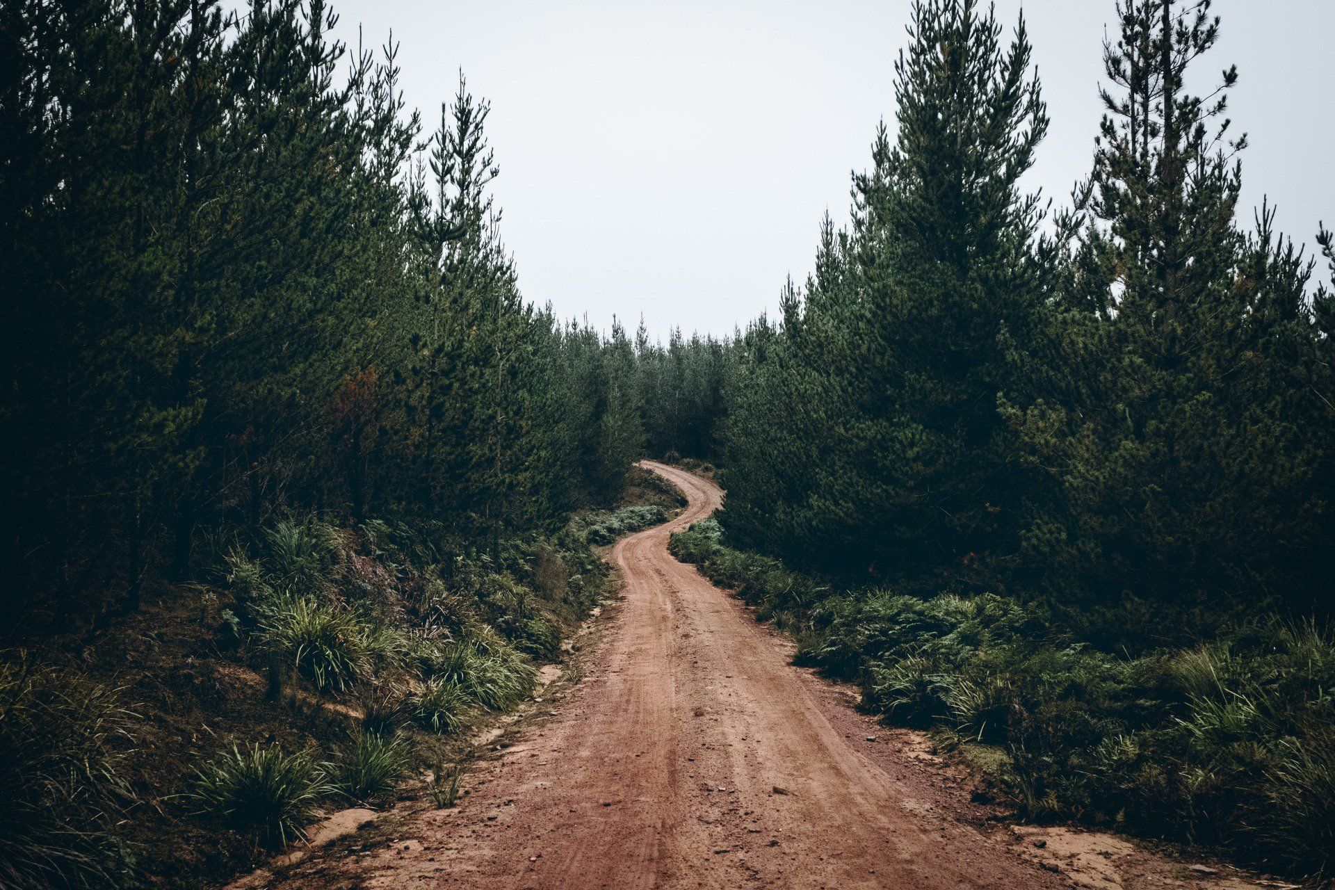 Forestry Mulching