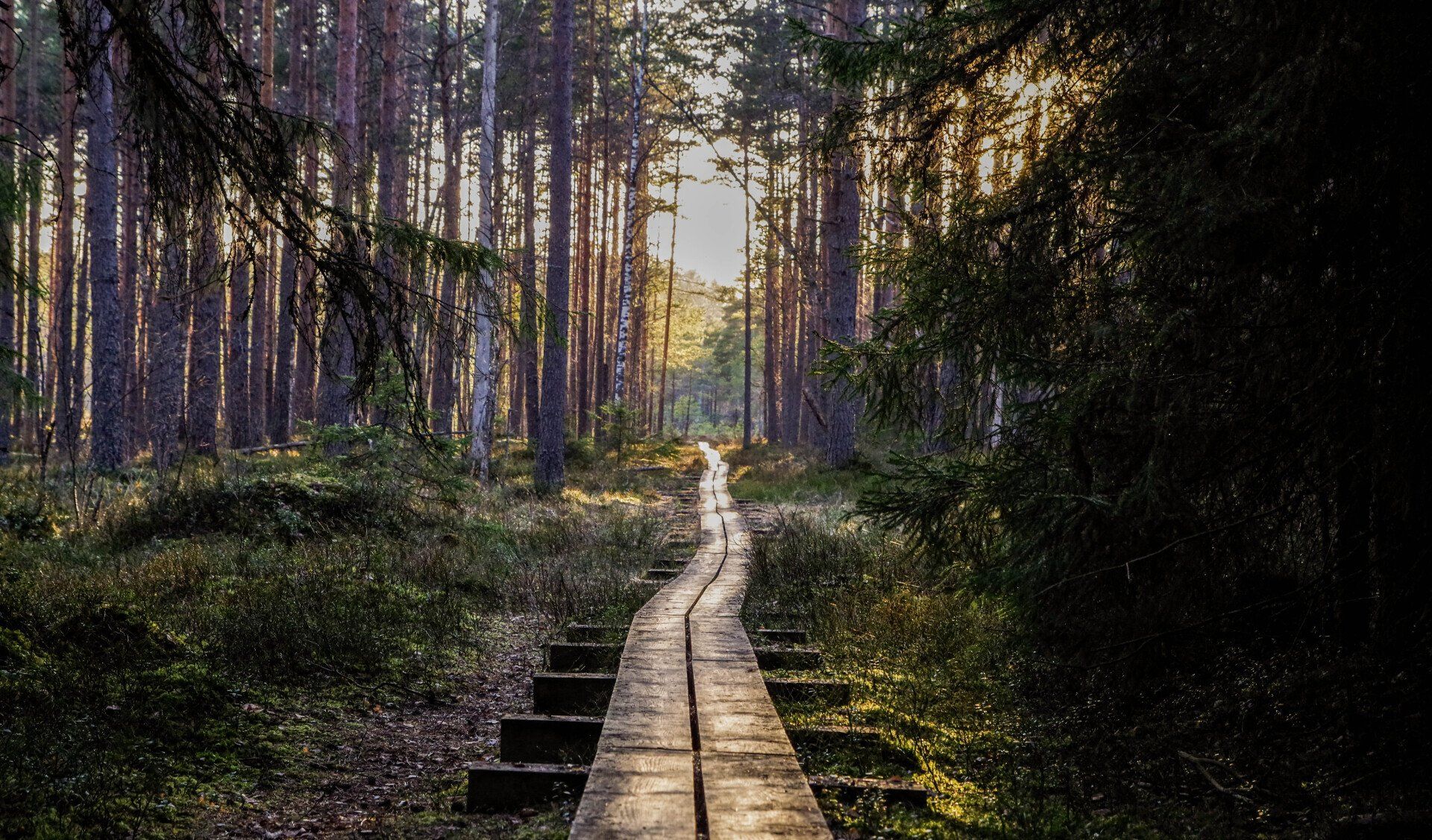 A wooden path in the middle of a forest.