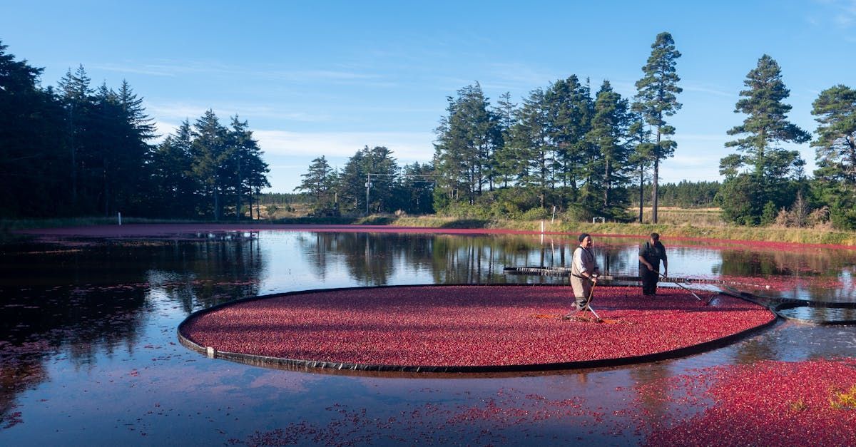 Two people stand on a floating island of red cranberries in a flooded cranberry bog with trees in the background.