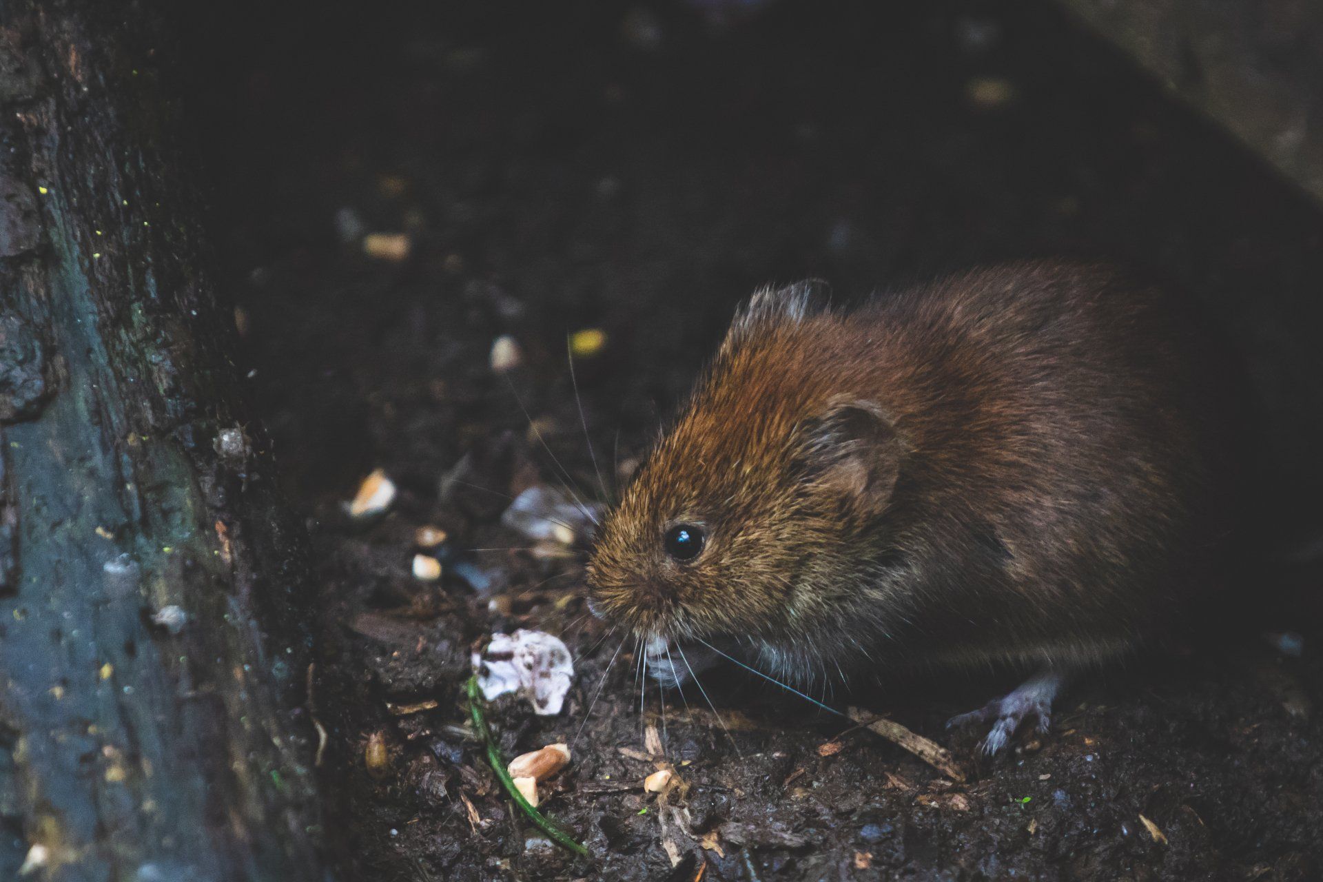 pest control texas